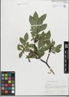 Foto von Salix glabra Scop.